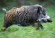 Boar