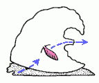 Yochelcionella water flow