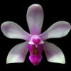Phalaenopsis taenialis thumb.jpg