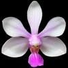 Phalaenopsis wilsonii thumb.jpg