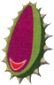 Boko Baba Seed
