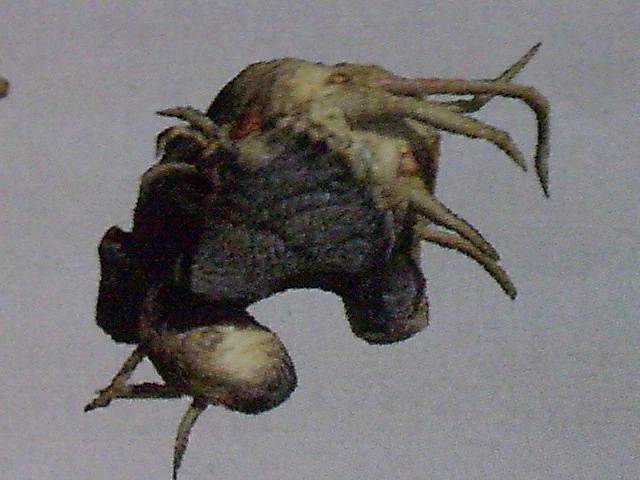 grilles rencontres sportives