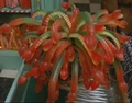 JellySlugs.jpg