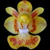 Phalaenopsis chibae thumb.jpg