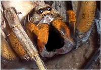 WolfSpider