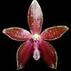Phalaenopsis corningiana thumb.jpg
