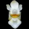 Phalaenopsis gibbosa thumb.jpg