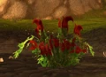 BloodThistle.jpg