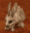 Hare