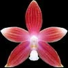 Phalaenopsis speciosa thumb.jpg