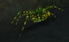 Darkmist Recluse
