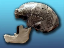 Sinathropus pekinensis