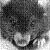 Rat.jpg