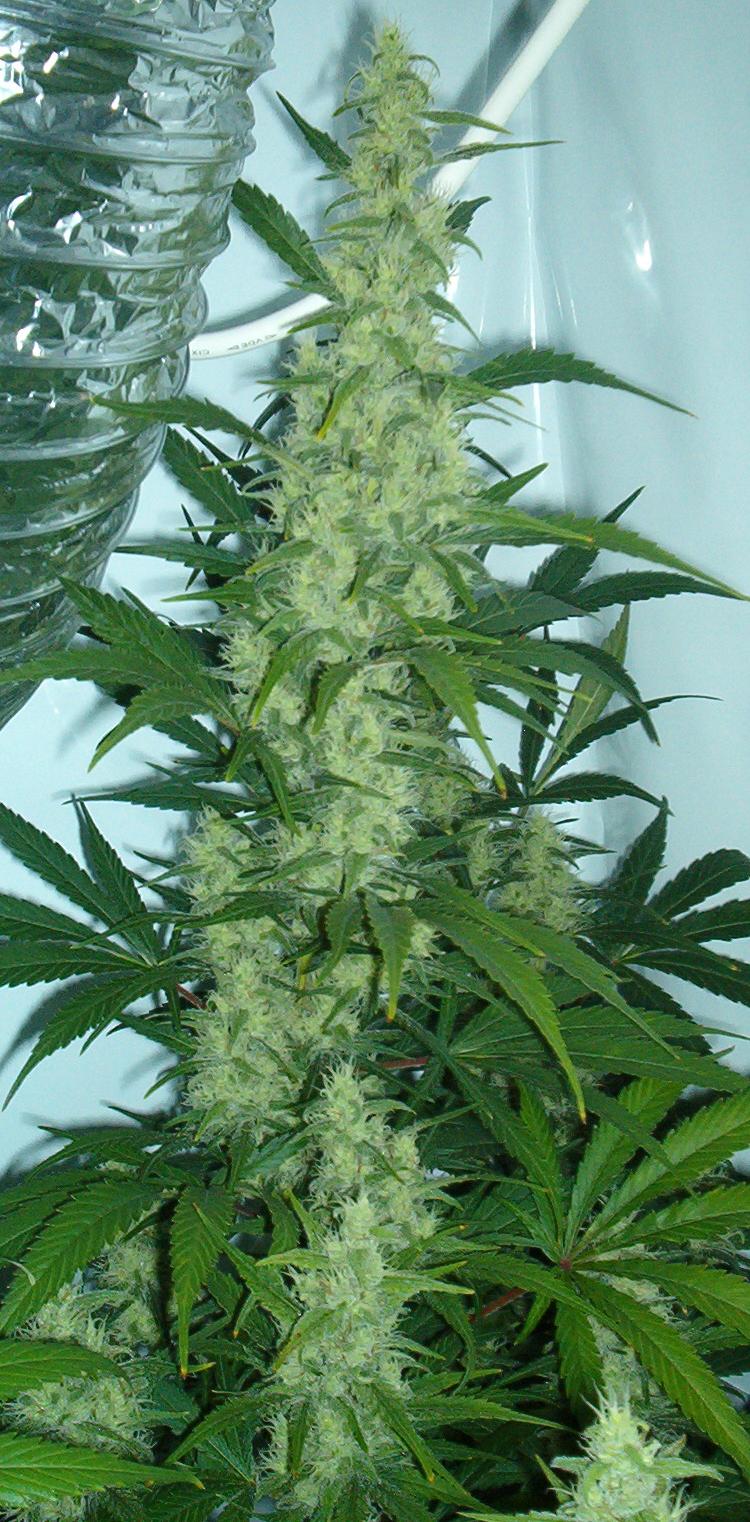 cola bud