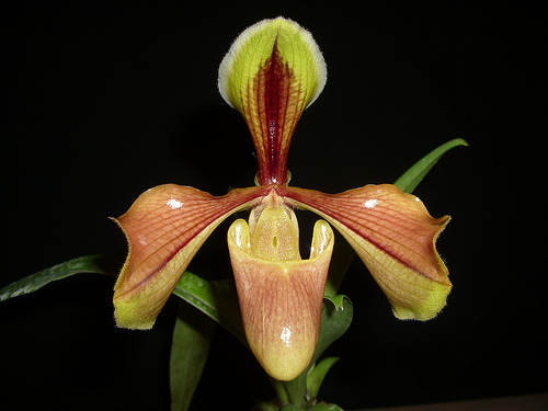 Paphiopedilum villosum - Orchids Wiki