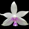 Phalaenopsis fimbriata thumb.jpg