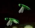 Lacewing flies.JPG