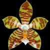 Phalaenopsis reichenbachiana thumb.jpg