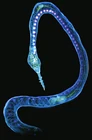 Hydra concept art