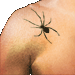Standard 75x75 collect tattooSpider 01