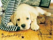Nintendogs promotional