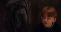 Ron and Fang.png