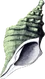 Conch Horn