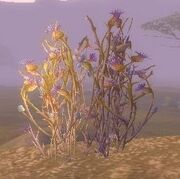 Bruiseweed