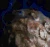 Zerg Cerebrate