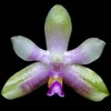 Phalaenopsis modesta thumb.jpg
