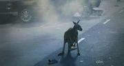 Roo.jpg