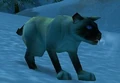 Siamese.jpg