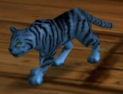 Silver Tabby