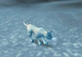 White Kitten.jpg