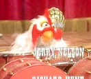 Animal-chicken