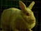 Lapin m.jpg