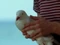 Mouette m.jpg