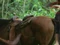 Chevaux m.jpg