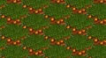 Carrot2.jpg