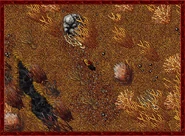 Zao 1