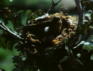 Bird-lims