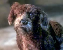 Dog (The StoryTeller)