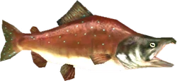 A Reekfish