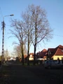 4 dęby Platynowa.JPG
