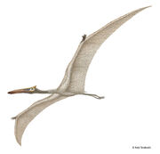 Quetzelcoatlus northropi