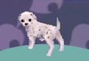 The Dalmatian