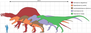 Largest Therapods Scale