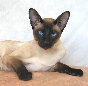Siamese cat 2