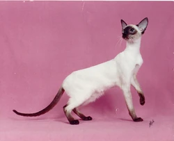 Siamese cat