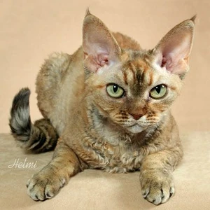 Devon Rex cat